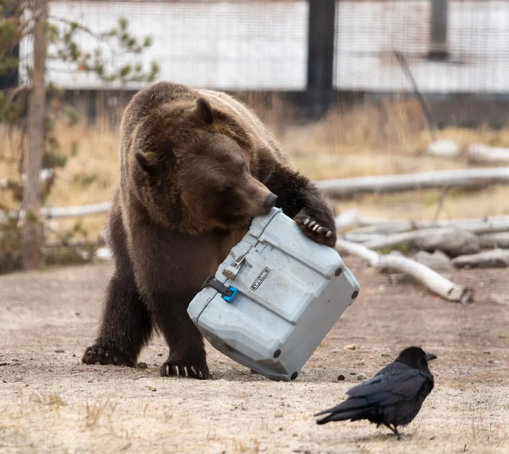 Lifetime Kühlbox 26,5 Liter Volumen 10 Lifetime Kühlbox 26,5 Liter Volumen – Bild 8