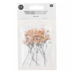 Getrockneter Und Gepresster Orangefarbener Babyatem